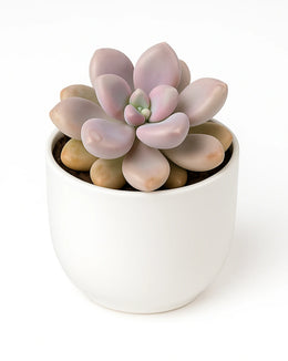 Graptopetalum Mirinae Plant