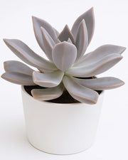 Graptopetalum Paraguayense Plant