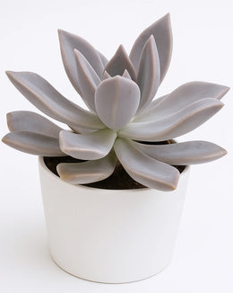 Graptopetalum Paraguayense Plant