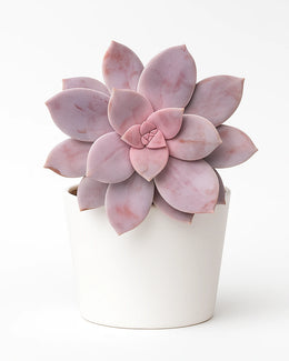 Graptopetalum Pentandrum Plant