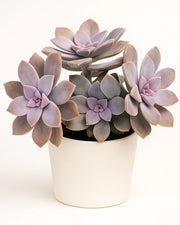Graptopetalum Pentandrum Plant