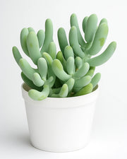 Graptosedum Ghost Plant