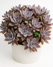 Graptoveria Fred Ives Plant