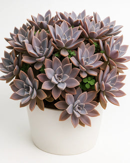 Graptoveria Fred Ives Plant