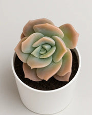 Graptoveria Lovely Rose Plant