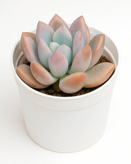Graptoveria Opalina (Pink) Plant