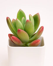 Graptoveria Ruby Donna