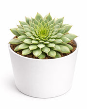 Graptoveria Silver Star Plant - Nainileaf