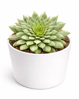 Graptoveria Silver Star Plant - Nainileaf