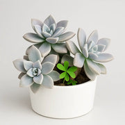 Graptoveria Titubans Plant