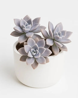 Graptoveria Titubans Plant