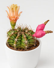 Gymnocalycium LB Mihanovichii Cactus - Bare rooted