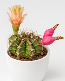 Gymnocalycium LB Mihanovichii Cactus - Bare rooted