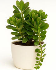 Trailing Jade- Hanging Crassula Plant
