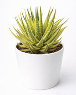 Haworthia Attenuata Varigated - Nainileaf