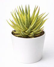 Haworthia Attenuata Varigated - Nainileaf
