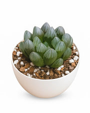 Haworthia Black Cooperi