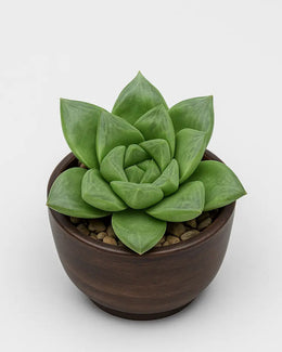 Haworthia Cuspidata Plant