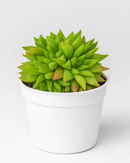 Haworthia Cymbiformis Plant