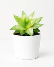 Haworthia Cymbiformis Variegated (Bare rooted )