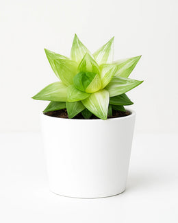 Haworthia Cymbiformis Variegated (Bare rooted )