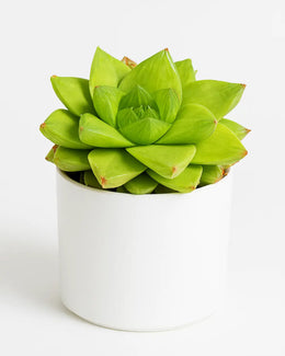 Haworthia Green Plant