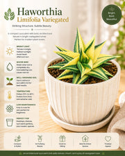Haworthia Limifolia Verigated(Bare Rooted) - Nainileaf