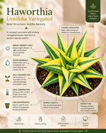 Haworthia Limifolia Verigated(Bare Rooted) - Nainileaf