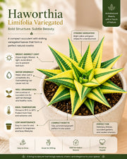 Haworthia Limifolia Verigated(Bare Rooted) - Nainileaf