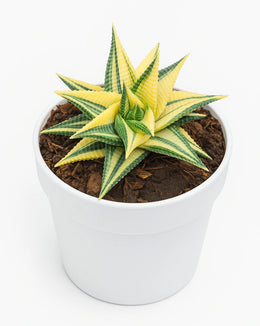 Haworthia Limifolia Verigated