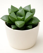 Haworthia Retusa Plant