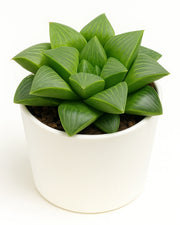 Haworthia Retusa Plant