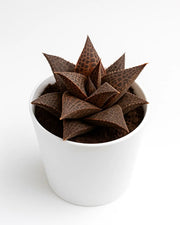 Brown succulent plant in a white pot on a white background