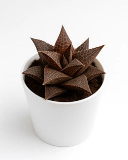 Brown succulent plant in a white pot on a white background