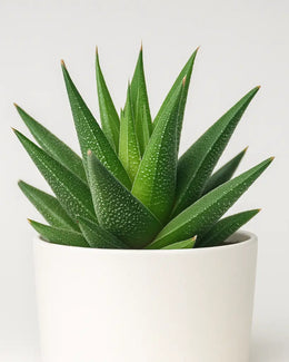 Haworthia attenuata Plant