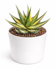 Haworthiopsis Attenuata ‘Concolor’ Varigated Plant