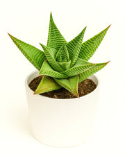 Haworthiopsis Limifolia Plant