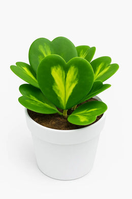 Hoya Heart - Variegated (Big Size)