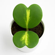 Hoya Heart - Variegated (Big Size)