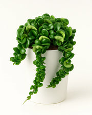 Hoya Hindu Rope Hoya Carnosa Compacta - Bare Rooted