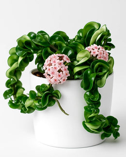 Hoya Hindu Rope Hoya Carnosa Compacta - Bare Rooted