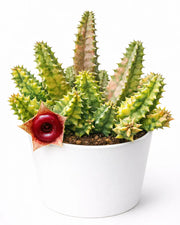 Huernia Zebrina Variegata