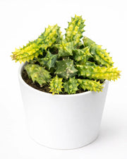 Huernia Zebrina Variegata