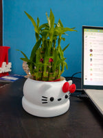 2 Layer Lucky Bamboo Plant With Pot - Nainileaf - Nainileaf