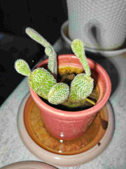 Bunny Ear (White) - Nainileaf