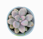 Graptopetalum Mirinae Plant