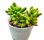 Sedum rubrotinctum Plant