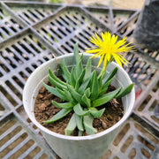 Bergeranthus Concavus Plant (Bare Rooted)