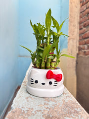 2 Layer Lucky Bamboo Plant With Pot - Nainileaf - Nainileaf
