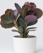 Kalanchoe Butterfly Plant